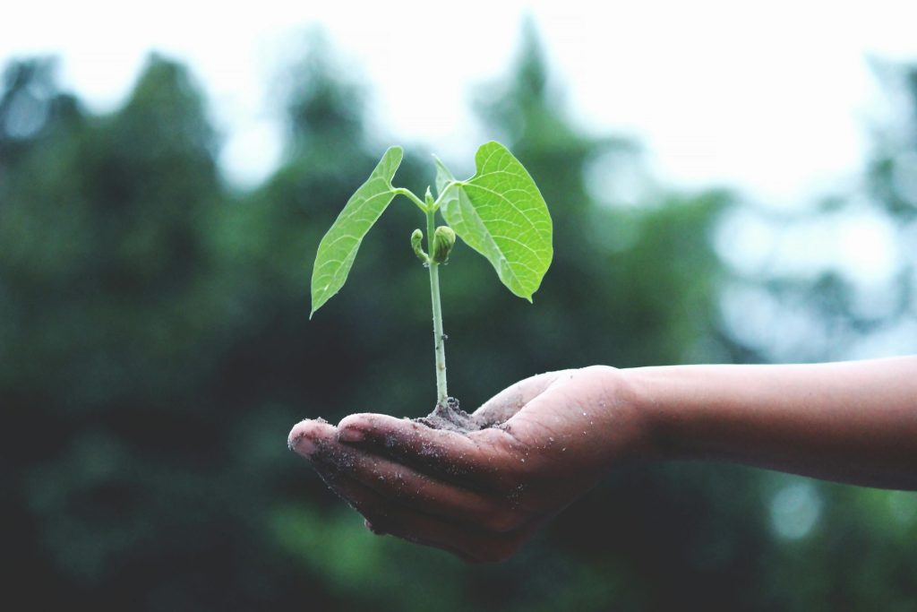 Personal Development - Plant growing in a hand